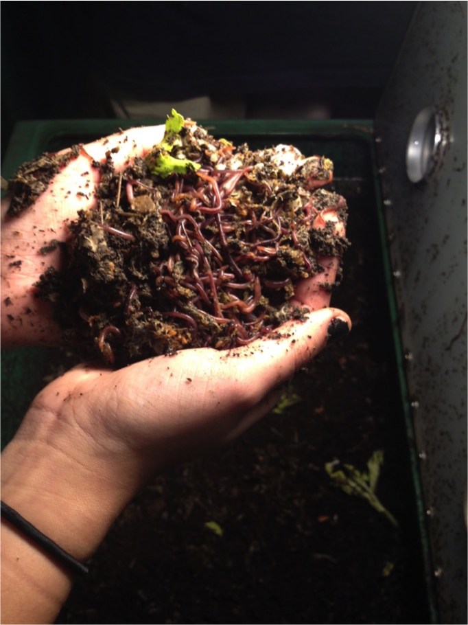 Red Wiggler (Eisenia Fetida) Composting Worms